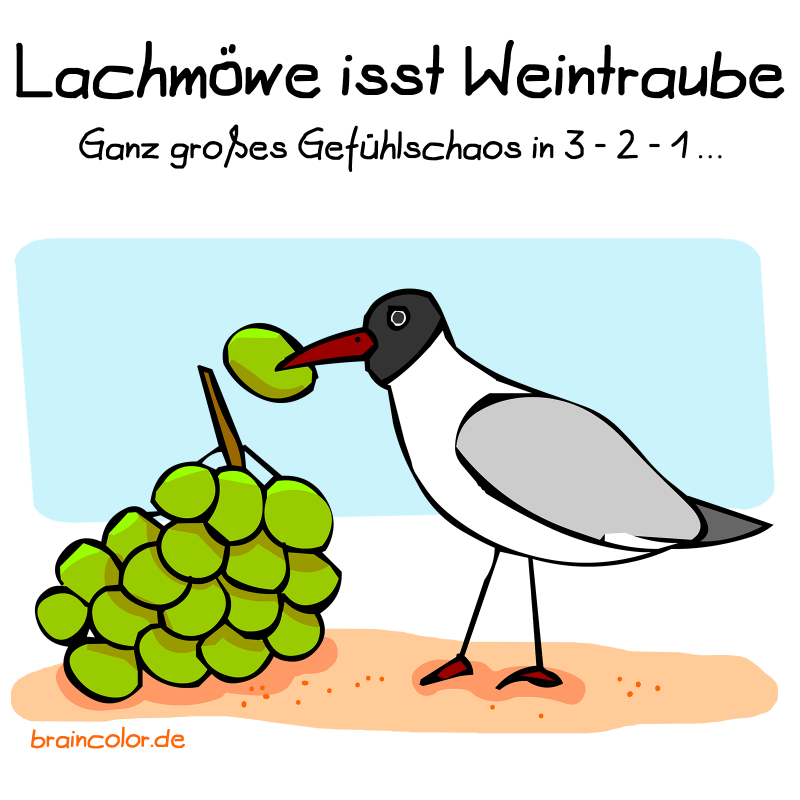 Lachmöwe isst Weintraube